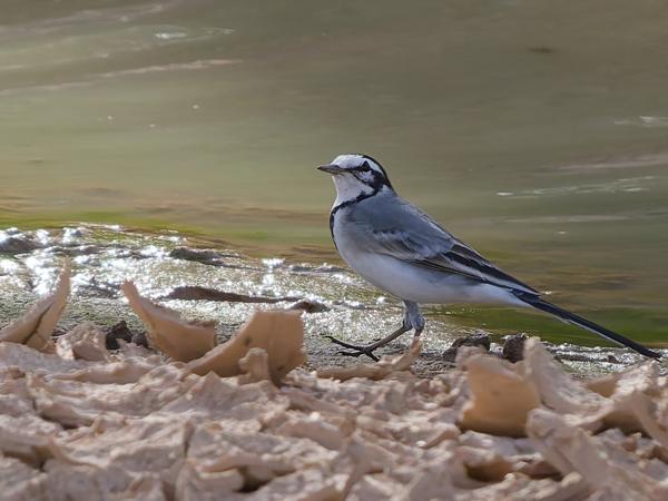 <h3><a href="/trips/marokko/biota/animalia/chordata/aves/040 passeriformes/119 motacillidae/motacilla alba/motacilla alba-nl.html">Motacilla&nbsp;alba</a> / White&nbsp;wagtail / Witte&nbsp;kwikstaart</h3>OM-1 Mark II met OLYMPUS M.150-400mm F4.5 TC, 1/2000 sec  bij F5.6, ISO 1600, afstand 31.6&nbsp;m